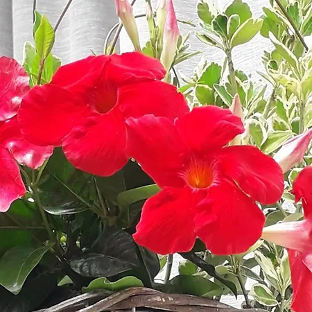 Il Borgo Dei Molini Oda ve Kahvaltı Torreglia